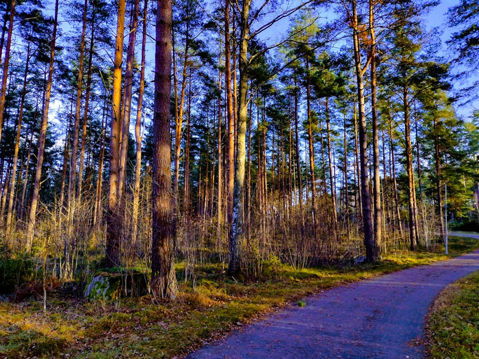 IMG_20241116_131637774_HDR (700x525, 666Kb)