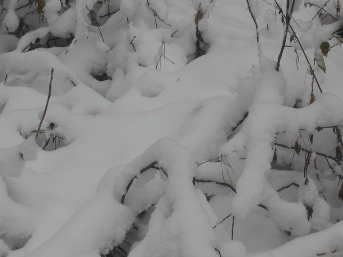 4533467_DSCN6568 (700x524, 68Kb)