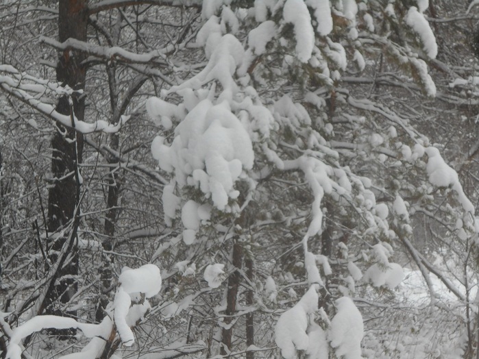 4533467_DSCN6570 (700x524, 150Kb)