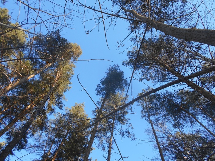 4533467_DSCN6626 (700x524, 226Kb)