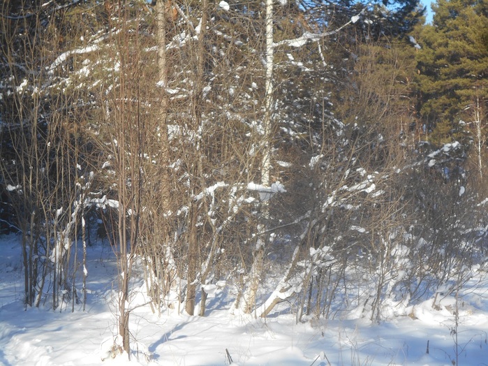 4533467_DSCN6629 (700x524, 197Kb)