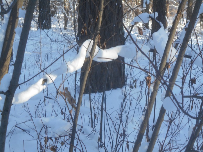 4533467_DSCN6631 (700x524, 150Kb)