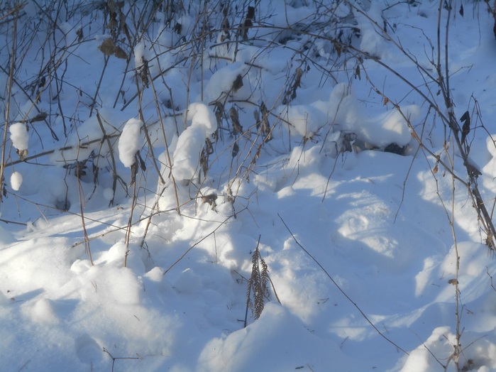 4533467_DSCN6633 (700x524, 125Kb)