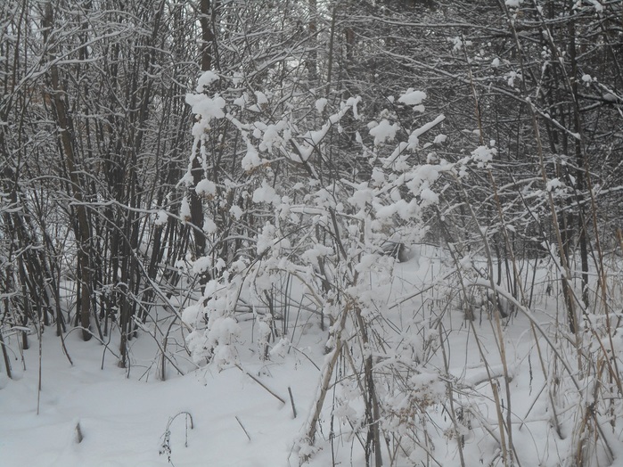 4533467_DSCN6646 (700x524, 187Kb)