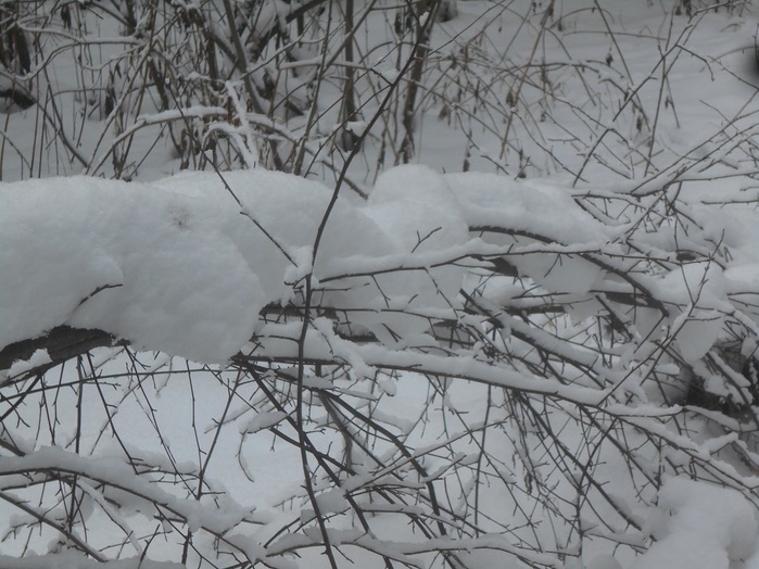 4533467_DSCN6648 (700x524, 136Kb)