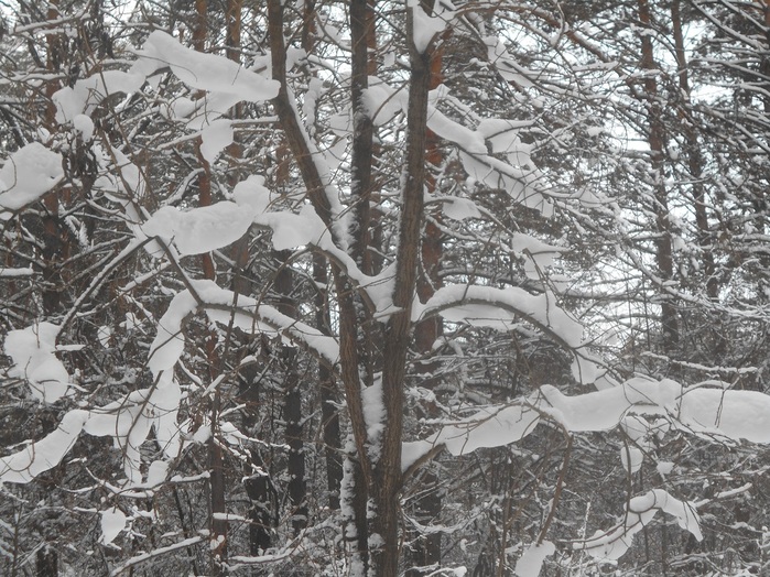4533467_DSCN6652 (700x524, 208Kb)