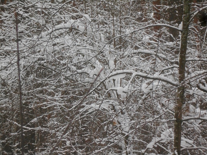 4533467_DSCN6661 (700x524, 221Kb)
