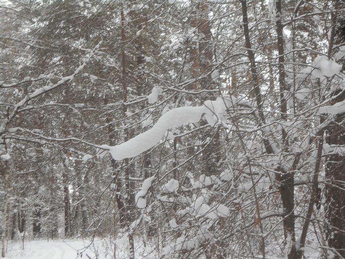 4533467_DSCN6663 (700x524, 201Kb)