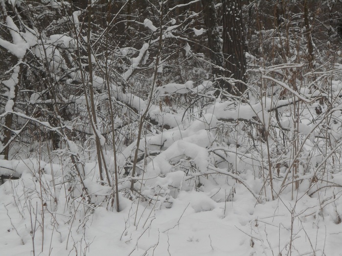 4533467_DSCN6666 (700x524, 169Kb)