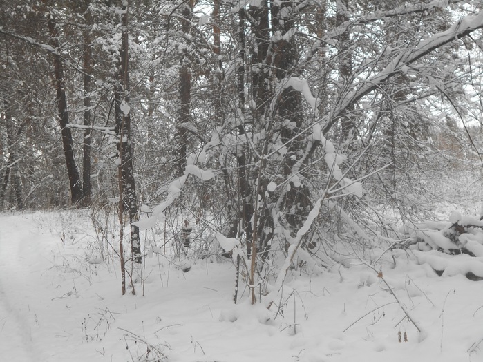 4533467_DSCN6670 (700x524, 173Kb)