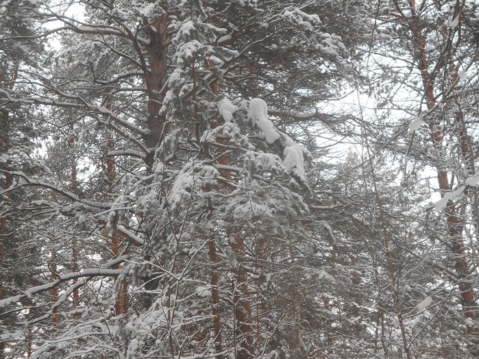 4533467_DSCN6672 (700x524, 234Kb)