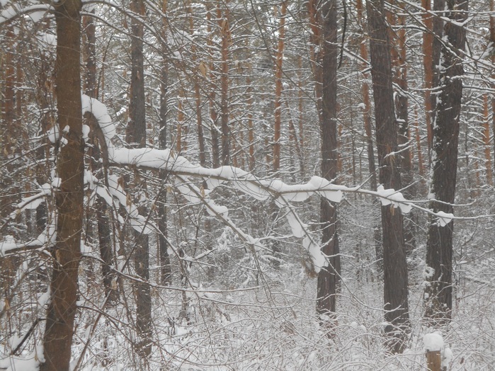 4533467_DSCN6674 (700x524, 205Kb)
