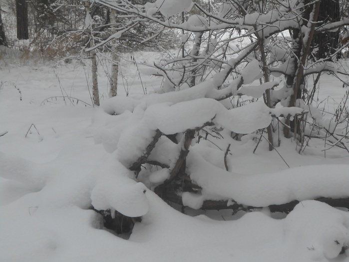 4533467_DSCN6677 (700x524, 106Kb)