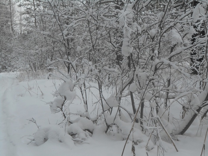 4533467_DSCN6679 (700x524, 154Kb)