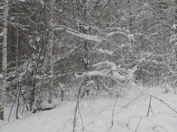 4533467_DSCN6680 (700x524, 176Kb)