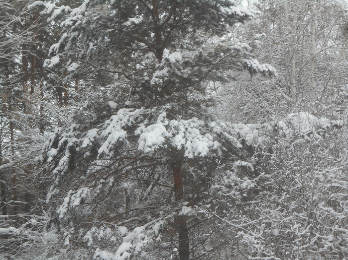 4533467_DSCN6682 (700x524, 217Kb)
