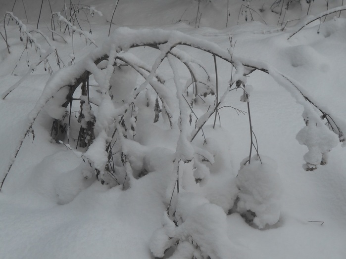 4533467_DSCN6684 (700x524, 79Kb)