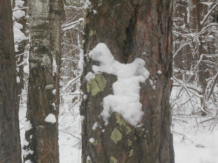 4533467_DSCN6686 (700x524, 156Kb)