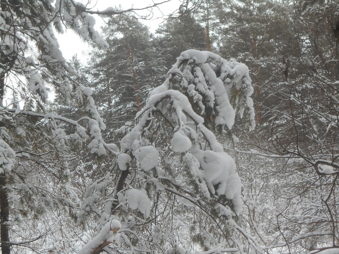 4533467_DSCN6688 (700x524, 197Kb)