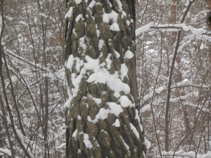 4533467_DSCN6691 (700x524, 173Kb)