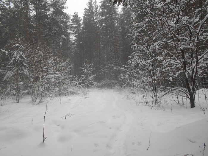 4533467_DSCN6693 (700x524, 150Kb)