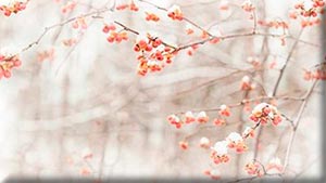 -2 (300x169, 11Kb)