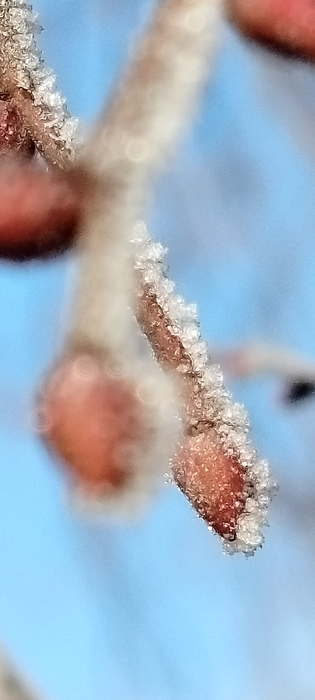 0006 (315x700, 302Kb)