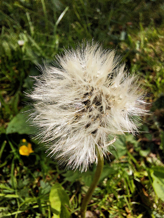 1000048980 (525x700, 591Kb)