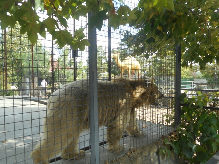 4752699_DSCN0472tag (700x525, 334Kb)