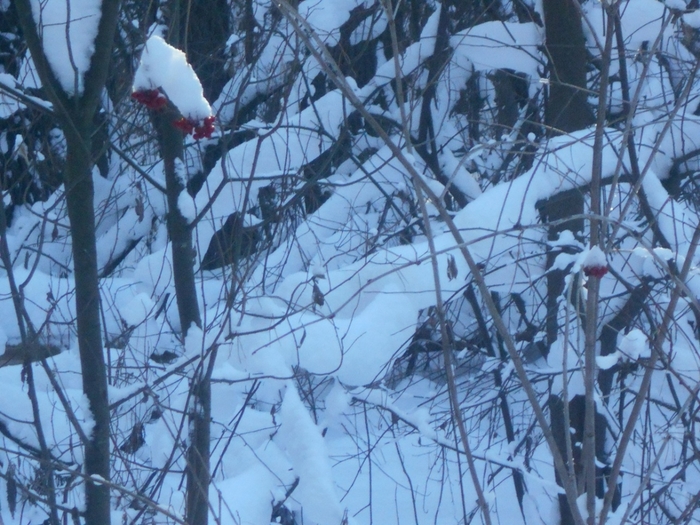 4533467_DSCN67711 (700x525, 317Kb)