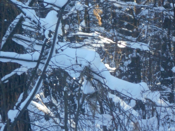 4533467_DSCN67731 (700x525, 310Kb)