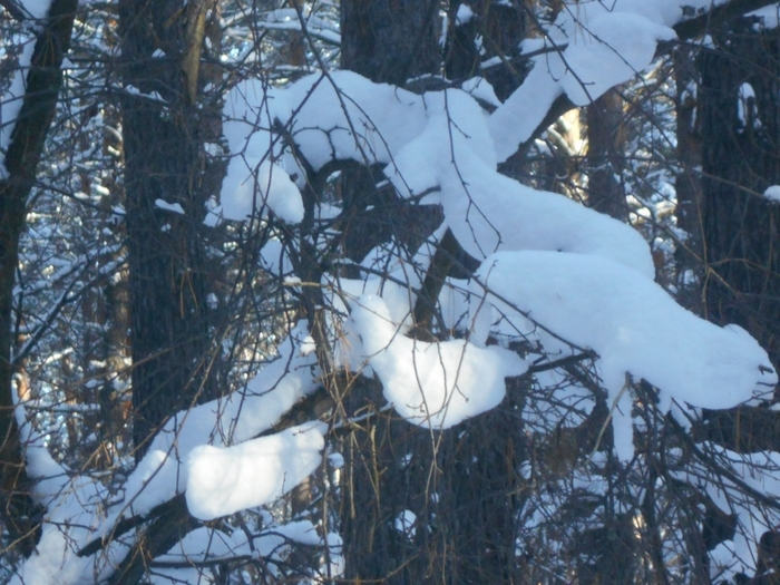 4533467_DSCN67751 (700x525, 298Kb)
