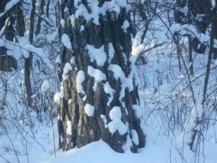 4533467_DSCN67781 (700x525, 290Kb)