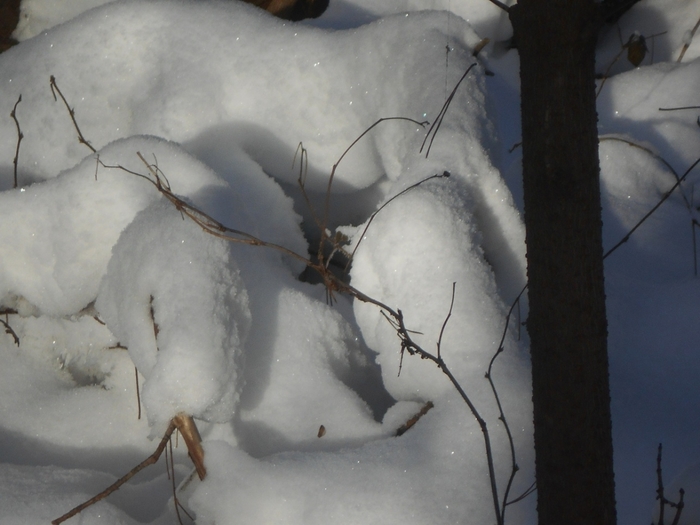 4533467_DSCN68061 (700x525, 204Kb)