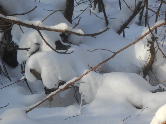4533467_DSCN68081 (700x525, 220Kb)