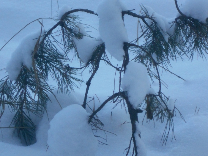 4533467_DSCN68101 (700x525, 259Kb)