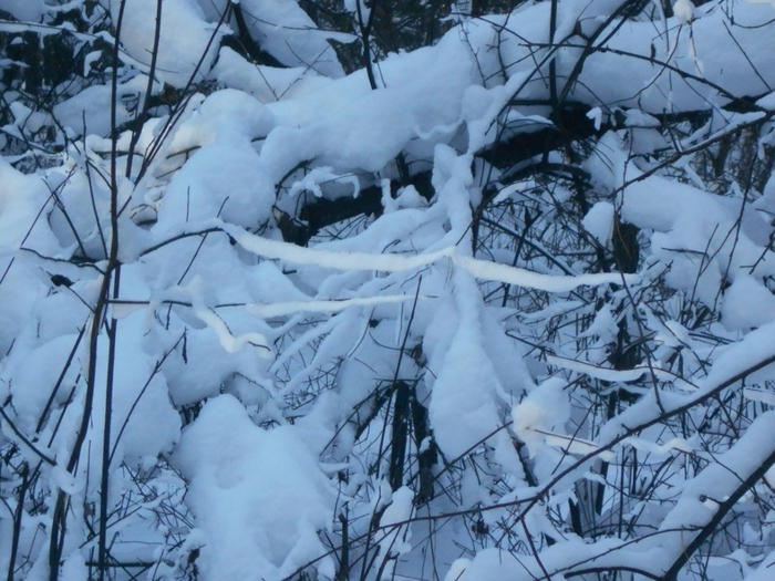 4533467_DSCN68641 (700x525, 297Kb)
