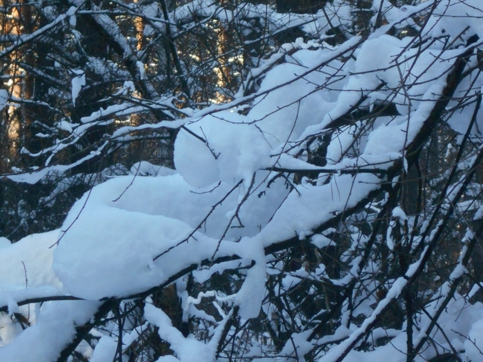 4533467_DSCN68661 (700x525, 320Kb)