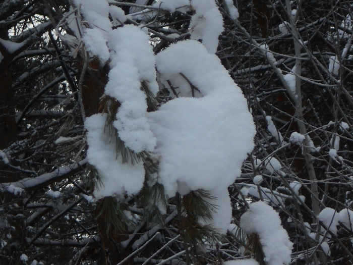 4533467_DSCN68791 (700x525, 285Kb)