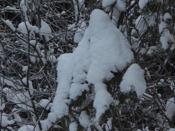 4533467_DSCN68811 (700x525, 295Kb)