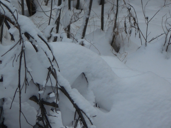 4533467_DSCN68831 (700x525, 233Kb)