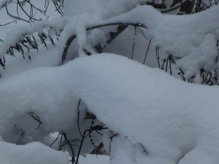 4533467_DSCN68851 (700x525, 210Kb)