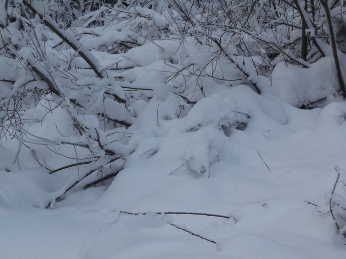 4533467_DSCN68951 (700x525, 235Kb)