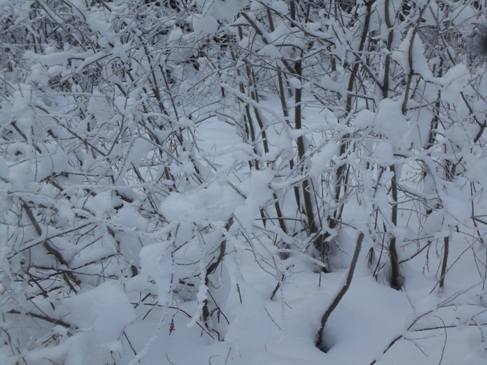 4533467_DSCN68971 (700x525, 288Kb)