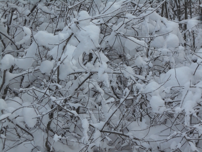 4533467_DSCN68991 (700x525, 305Kb)