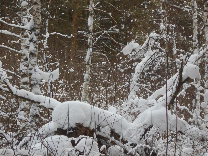 4533467_DSCN69011 (700x525, 345Kb)