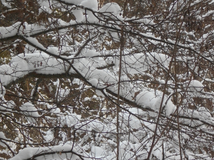 4533467_DSCN69041 (700x525, 356Kb)