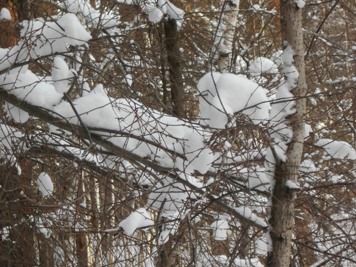 4533467_DSCN69081 (700x525, 347Kb)