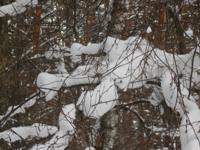 4533467_DSCN69101 (700x525, 318Kb)