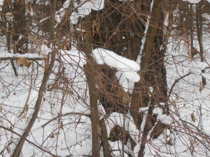 4533467_DSCN69141 (700x525, 333Kb)